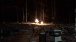 Pennsylvania honey bees on garbage night