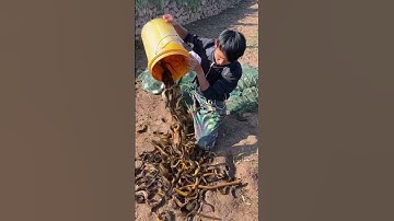 How to catch Eel fish with hook#117