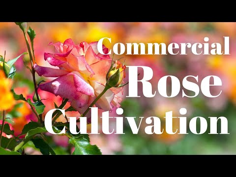 Video: Rose Caramella: descriere cu fotografie, reproducere, caracteristici de cultivare și reguli de îngrijire