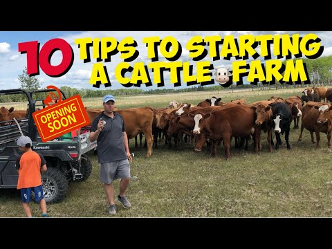 Starting a Beef Cattle Farm 10 TIPS for beginners to start a Cattle Ranch