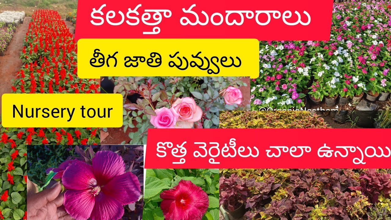 కలకత్తా మందారాలు,6 రకాలతులసి, తీగగులాబీ..ఏమి కొనాలో కూడా అర్ధం కాదు#nurserytour part 3#youtubeshorts