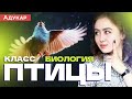 Класс птицы  | Зоология, Биология ЕГЭ, ЦТ