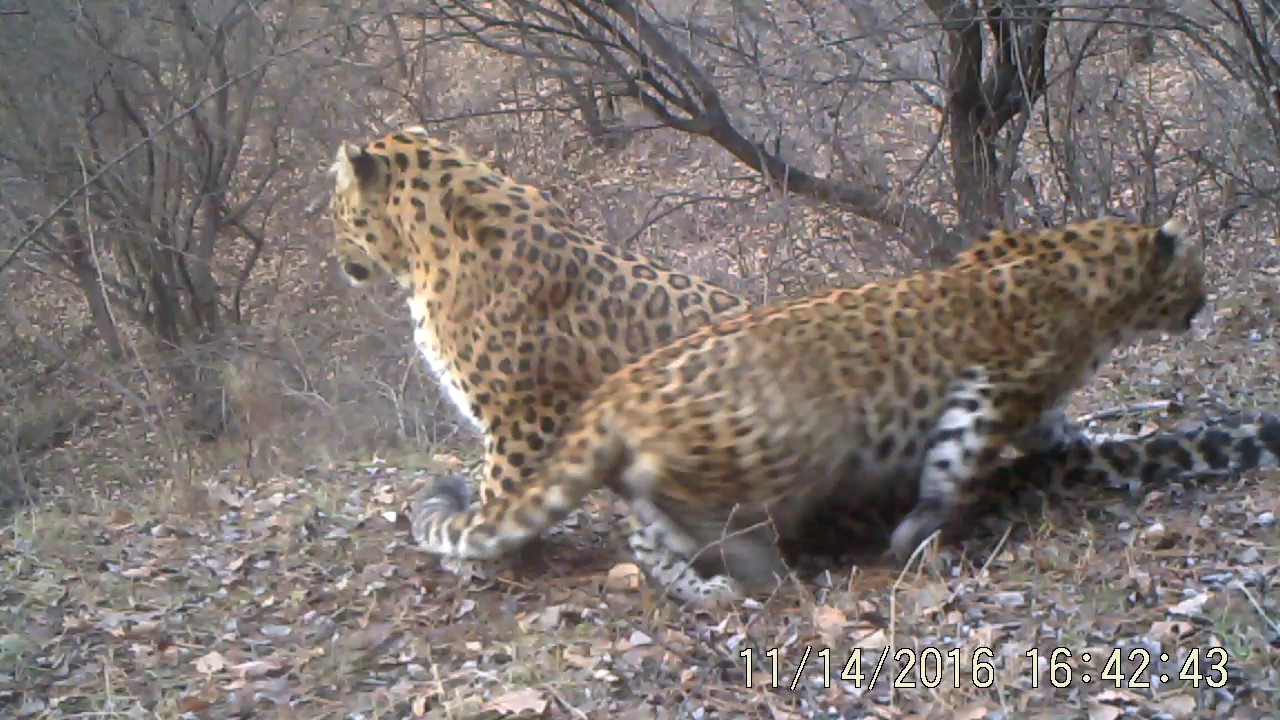 North China leopards. Video courtesy of Chinese Felid Conservation
