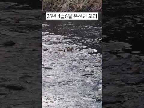 오리의 인기 #오리 #온천천 #연산동 #오리날다