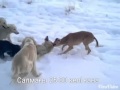 Охота на волк казахскии тазы(Сарыобалы)