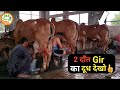 👍2 दाँत गिर ने, कमाल कर दिया.👍#Gir #cows in Jind, Haryana.👍बिटटू भाई (701500 2091) (80590 57119)👍