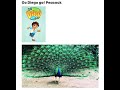 Go Diego Go Peacock 