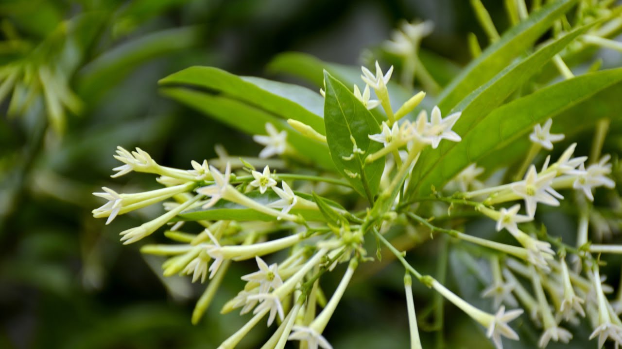 (طريقة الرعاية و الاهتمام بمسك الليل (شمس- ري- تسميد-اهم الاصابات