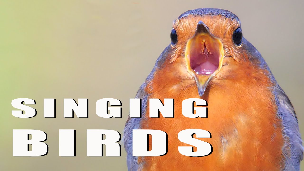 SINGING BIRDS Part 14