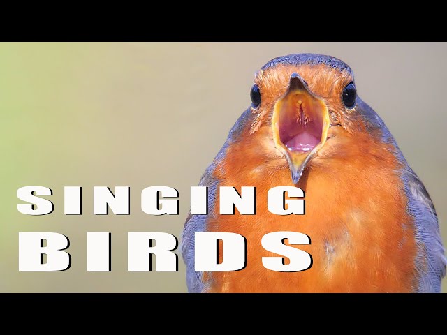 SINGING BIRDS. Part 1/4 class=