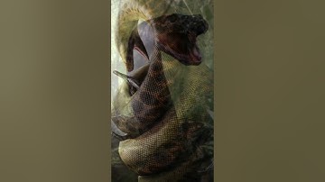 इतिहास का सबसे बड़ा सांप 🐍🐍 BIGGEST SNAKE 😱😱