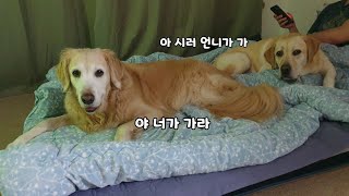 착하고 배려심 많은 리트리버들이 동거 하면 생기는 일