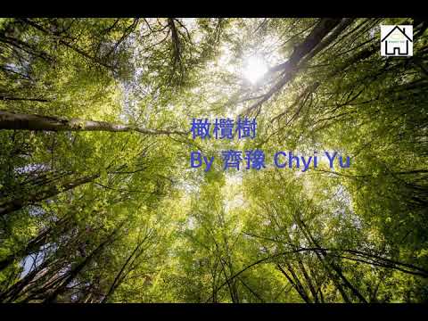 橄欖樹