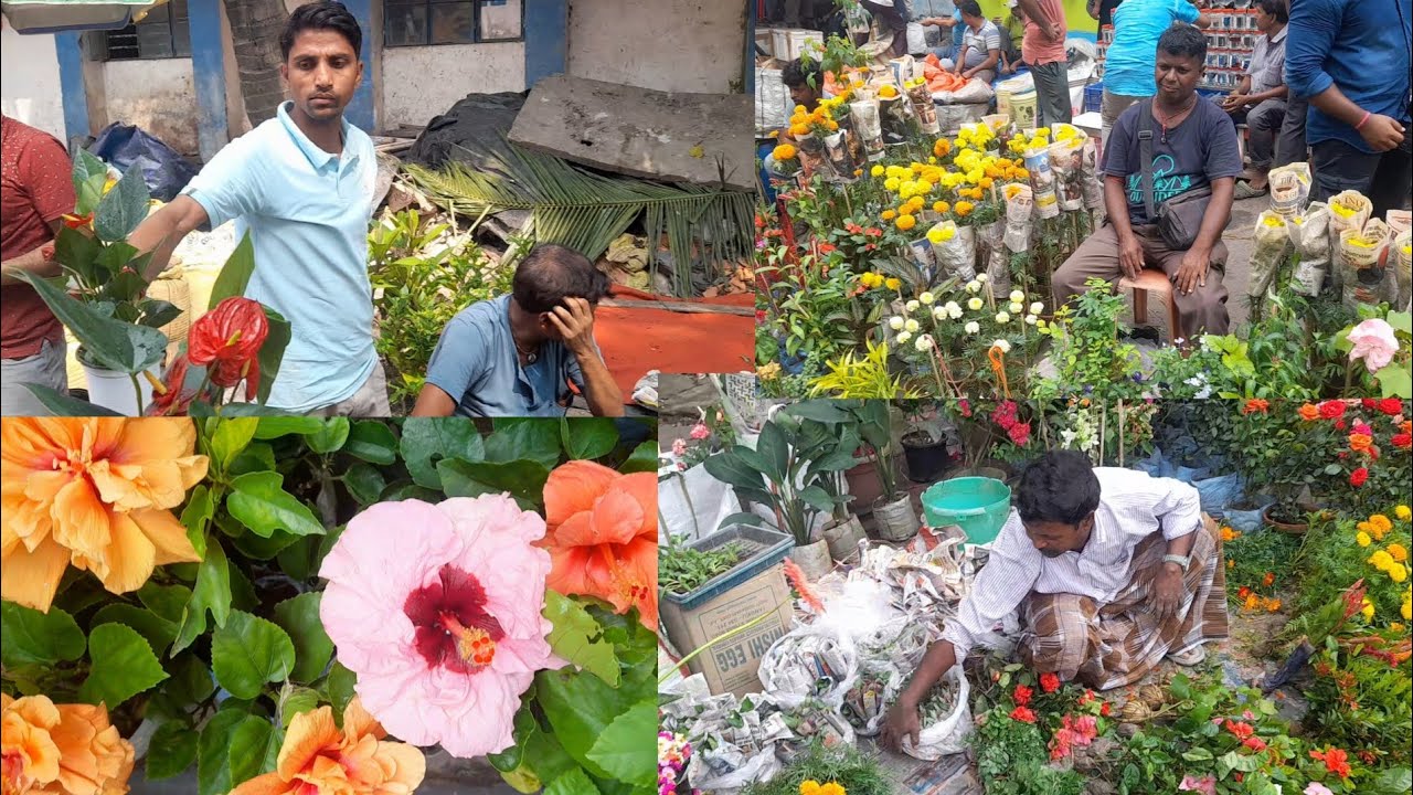সকাল সকাল হালকা ঠান্ডায় তাজা তাজা ভালো ভালো গাছ  দেখুন Galiff Street Plant Market Kolkata #kolkata