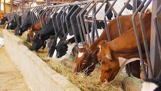 How To Multiply Dairy Cows? Experience by Dairy Cows expert at Elite Farm in Kenya screenshot 5