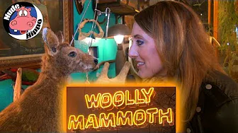 Woolly Mammoth Antiques and Oddities | NUDE HIPPO (2018)
