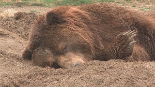 How will animals react to the eclipse? Columbus Zoo to study animals in April
