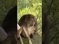 Однорукая китайская обезьяна Синсин Однорукая китайская обезьяна Синсин