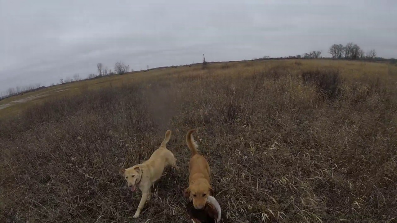 Pheasant Hunting in North Dakota 2019 GOPR2906 1 YouTube