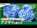 ☘79：アジサイの育て方｜土の性質によって花の色が変わるの?水やりや肥料の与え方などもご紹介【PlantiaQ&A】植物の情報、育て方をQ&A形式でご紹介