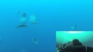 Scuba Diving With Hawaiian Dolphins