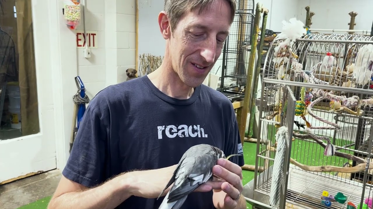 Aviary Video 1