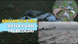 Şi̇rvan’da Sel.. 30 Hayvan Telef Oldu