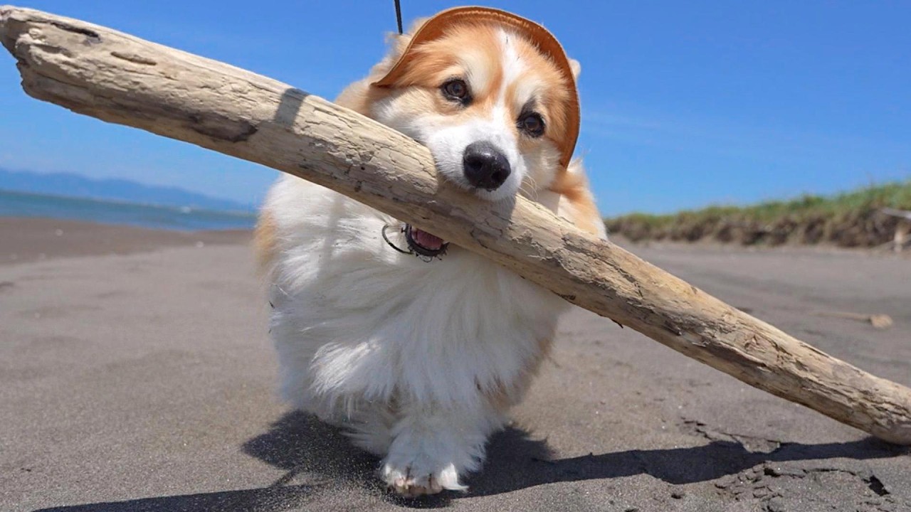 1 Million Views] I found a piece of driftwood of an insane size in