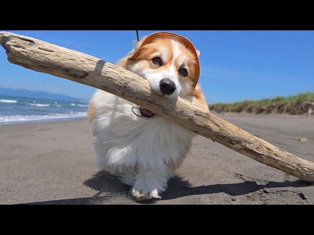1 Million Views] I found a piece of driftwood of an insane size in