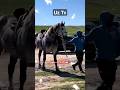 MASHHUR BOYSUN #kopkari #molbozor #horse #otbozor #жылкыбазар #horseshow #конныйрынок #horsemarket