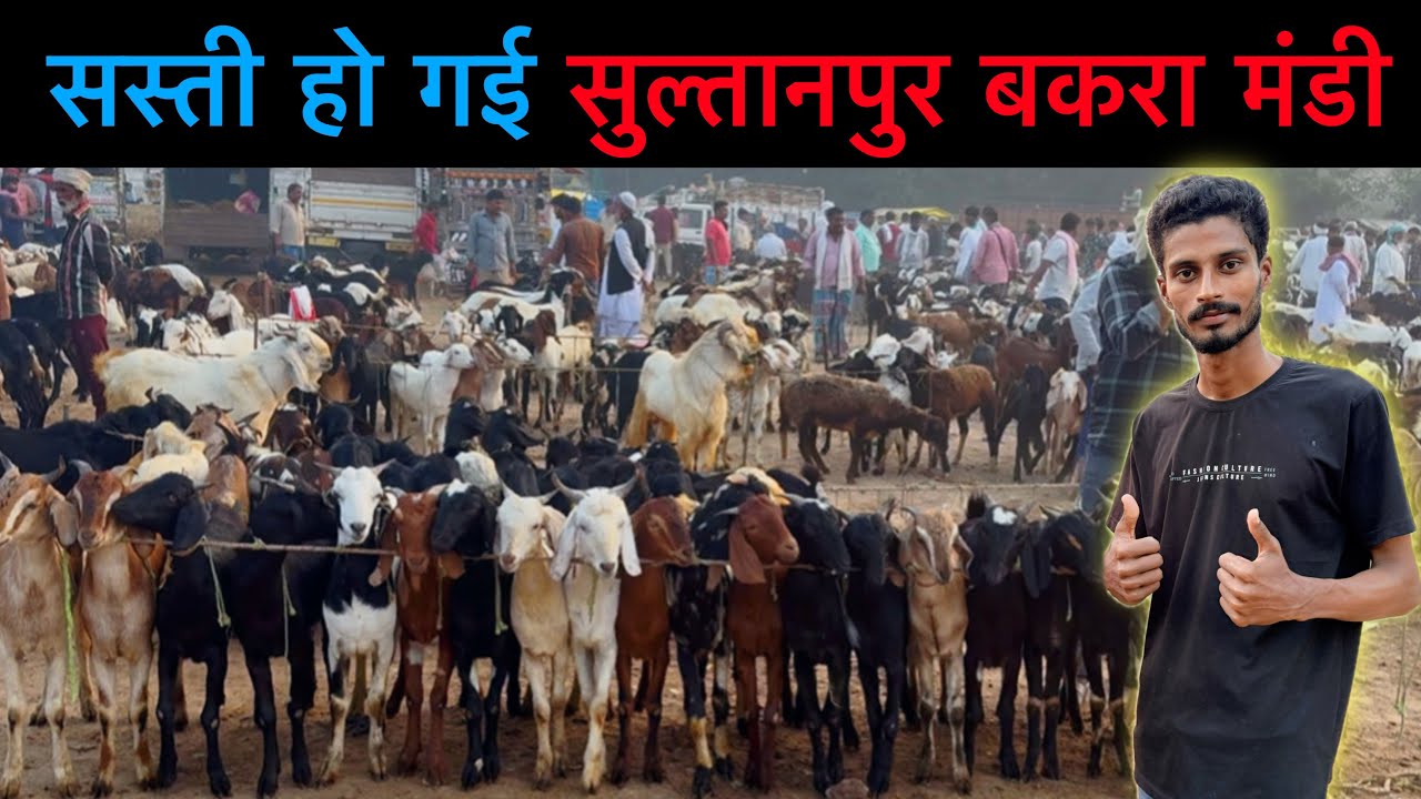 आज की मंडी का रेट 18/10/25 सुल्तानपुर बकरा मंडी उत्तर प्रदेश | Sultanpur Bakra Mandi UP | Ziya Vlogs