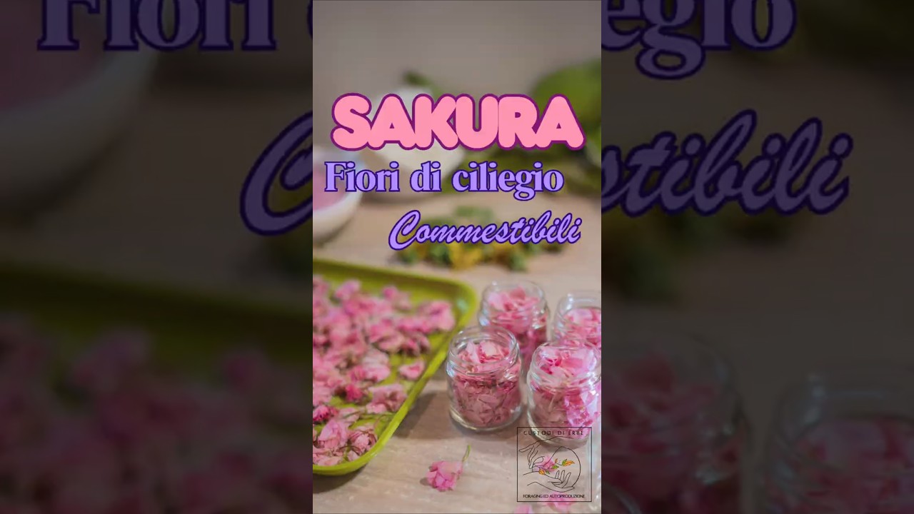 Fiori di Ciliegio in cucina: i segreti del Sakura #fiori #foraging