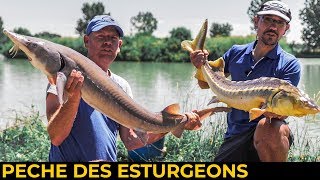 Pêche au Coup des Esturgeons - Techniques Carpe au Coup Extrêmes - Netpeche Magazine 06