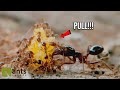 The Amazing Process of Ants Bringing Home Bread Crumbs