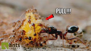 The Amazing Process Of Ants Bringing Home Bread Crumbs