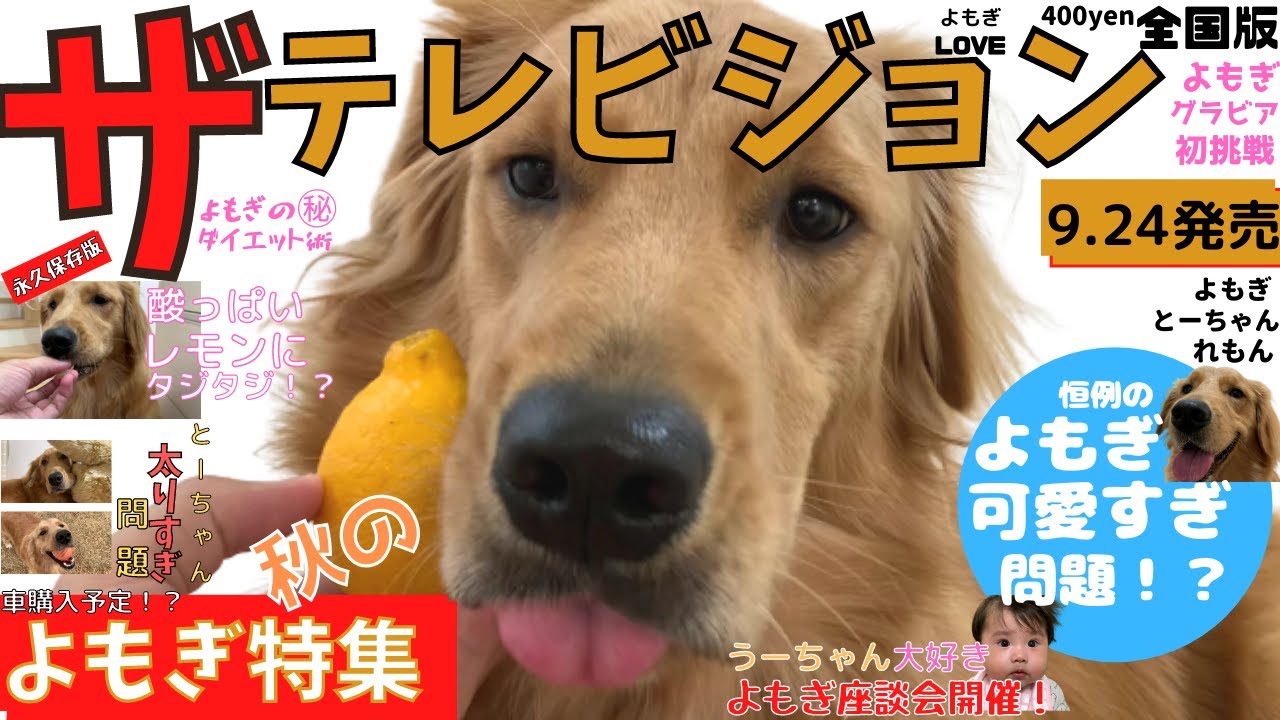 検証 愛犬にレモン食べさせてら面白すぎたｗ ゴールデンレトリバー Youtube