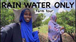 FARM TOUR | A SUCCESSFUL Sustainable CITRUS 🍊 FARM outside of Hargeisa SOMALILAND 2023