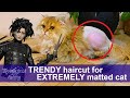 What happened to this severely matted cat?