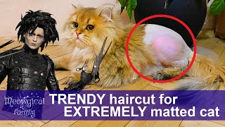 What happened to this severely matted cat? by Meowgical family 600 views 2 years ago 1 minute, 59 seconds