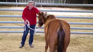 Why Does A Horse Buck?