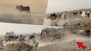 Bade Udder wali wild Cow Se Ab Sab Darr Rahe गाय का बच्चा इतना सुस्त क्यों 🥺