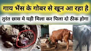 gaay Bhains ke Gobar se Khoon a raha hai || गाय भैंस के गोबर से खून आ रहा है || Pratapgarh Blogs 