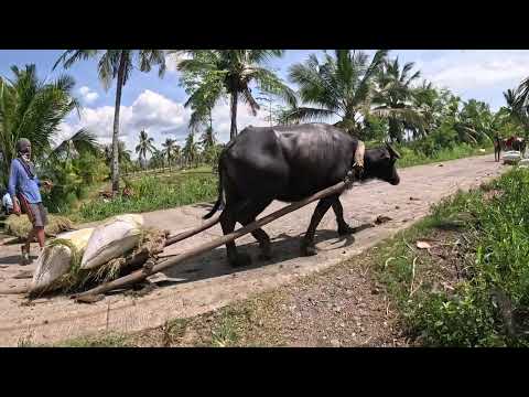 BIG BLACK PHILIPPINE CARABAO