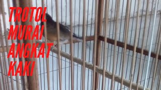Murai Batu Medan Trotol Sering Angkat Kaki