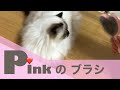 天使のブラシでブラッシング【ピンクのブラシ】(バーマン猫)Birman/Cat