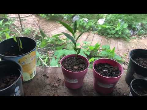 Ultra Exotics Lucuma Pouteria Lucuma