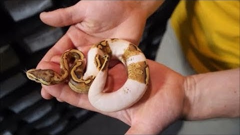 2017 Ball Python Baby Update! -ClassyHerps