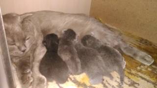 Ксюша с котятами как кошка кормит котят кошка и котята Ксюша с котятами как кошка кормит котят кошка и котята