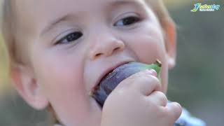 SAFERPLAY_Plants and vegetation in the design of play areas