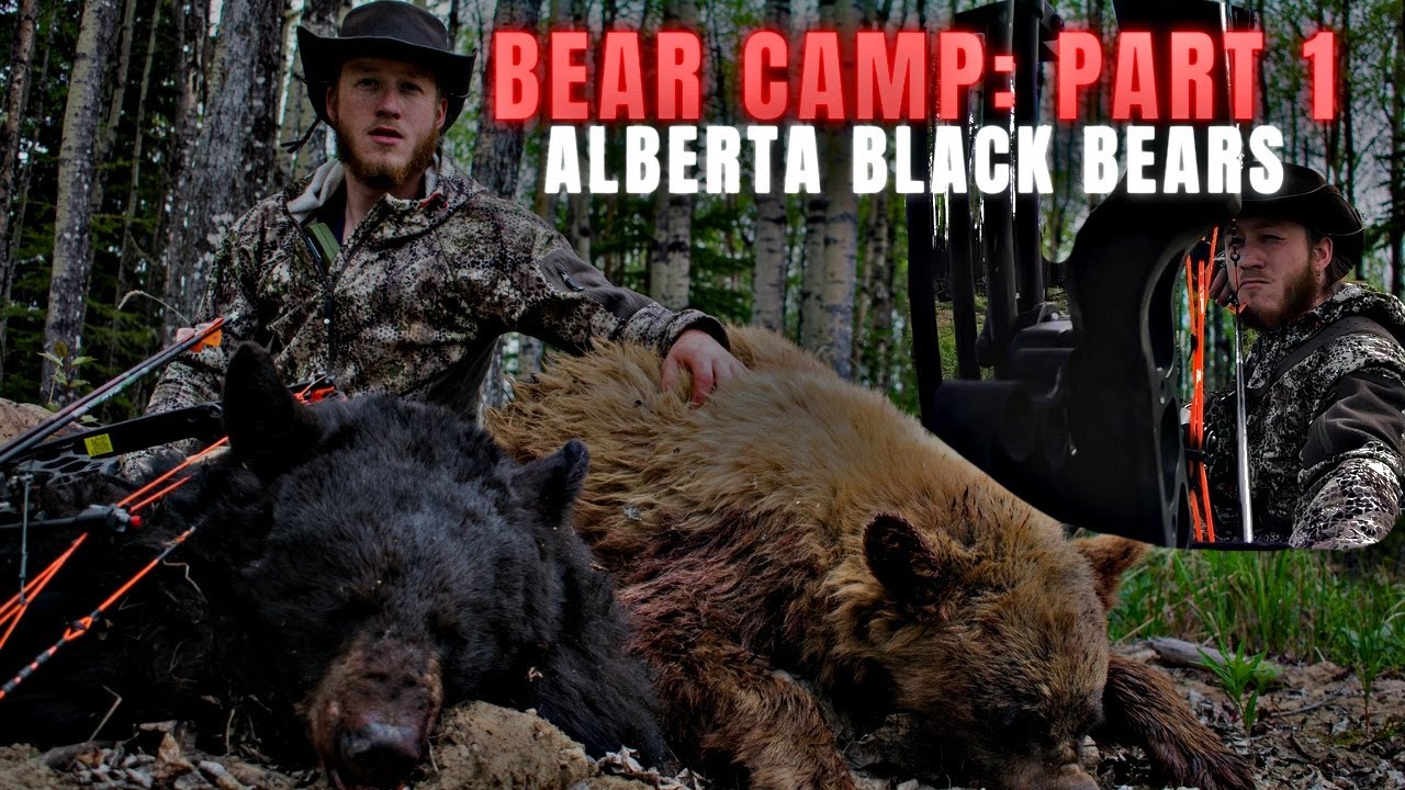 Bear Camp! 3 BEARS DOWN! Alberta Black Bears YouTube